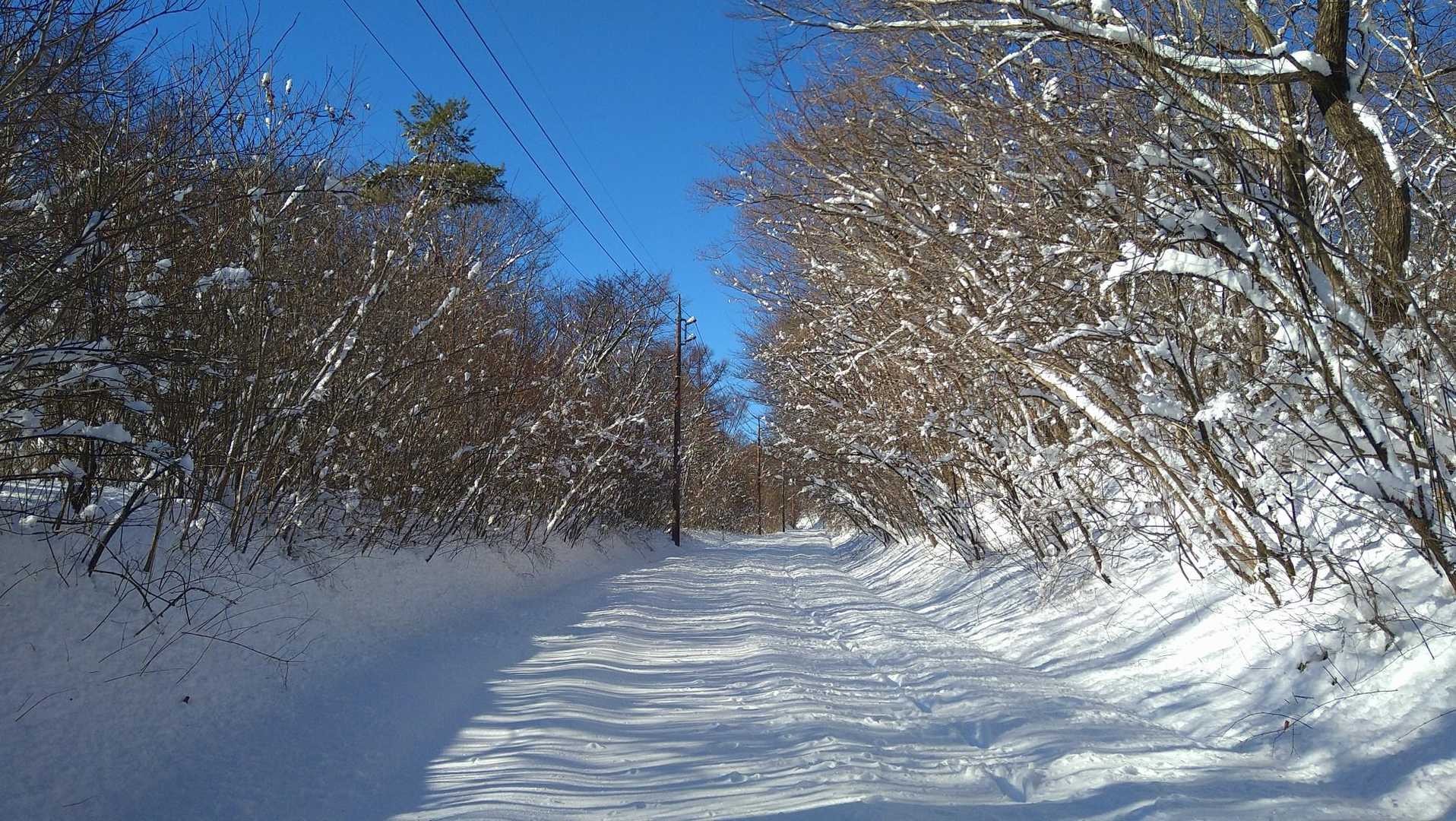 道路を横断