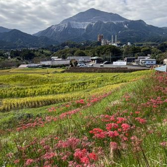 彼岸花と雄々しい武甲山