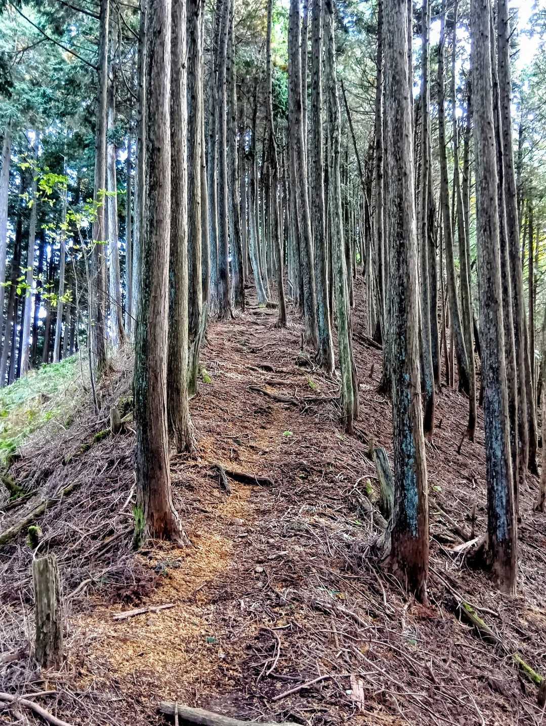 稜線は急斜面🪵