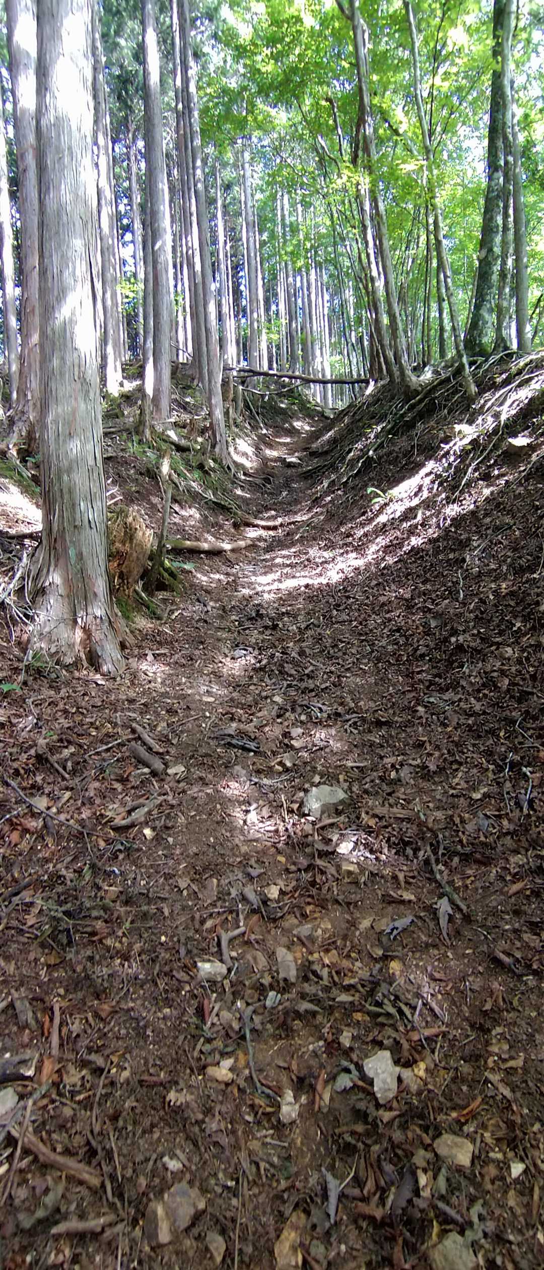 こんな感じの道がしばらく続きます✨

楽ちんです