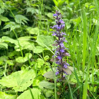 セイヨウジュウニヒトエ（帰化植物）？
キランソウ属に納得

下山は大平登山口へ