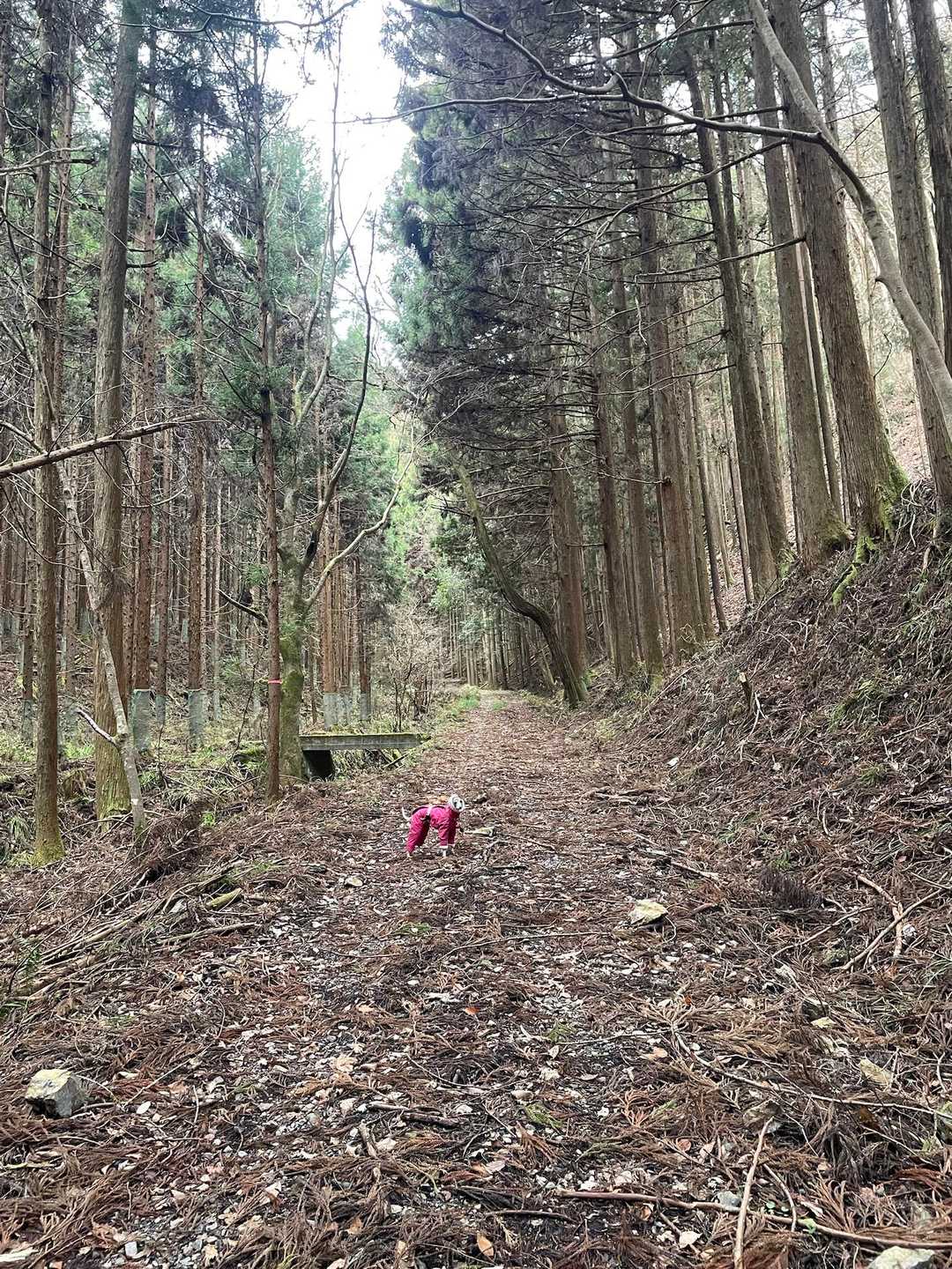 大鳥屋山-岳ノ山 周回コースの写真