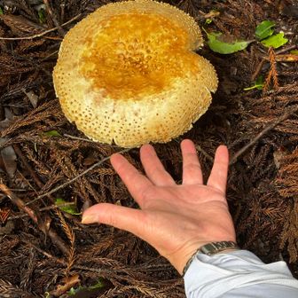 めちゃ大きな直径18㌢くらいのキノコ🍄‍🟫
手が手前だから、そんなに大きく写ってないけれど‼️