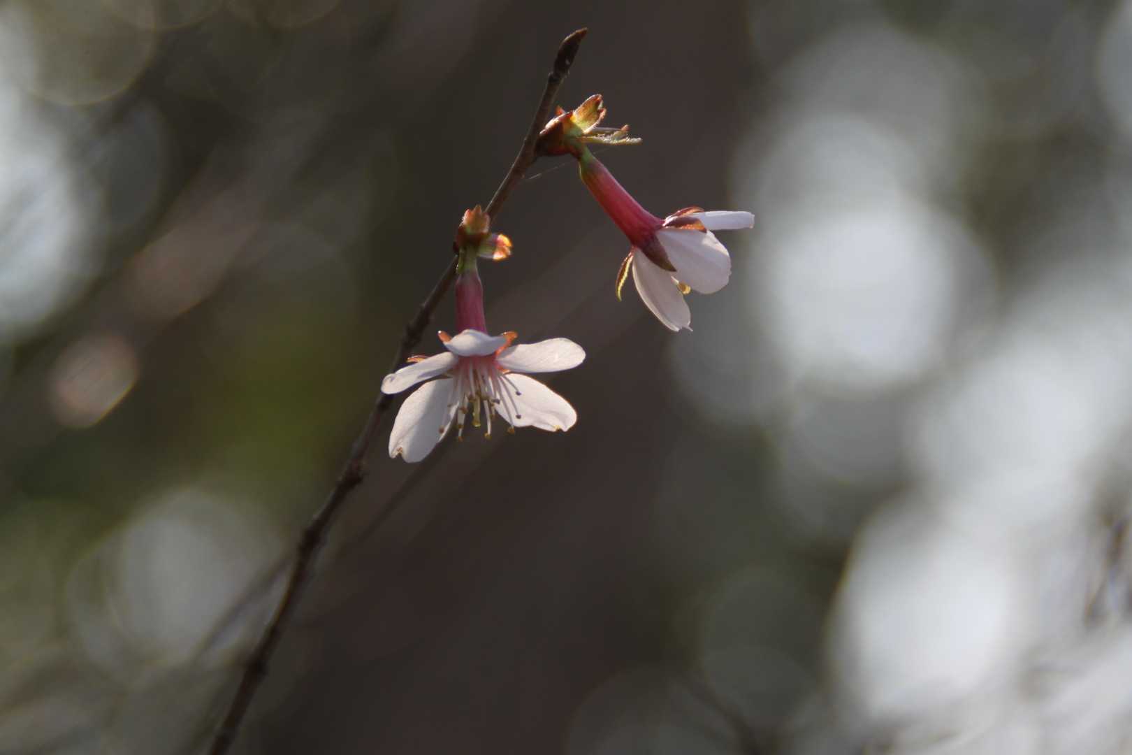 桜みっけ！