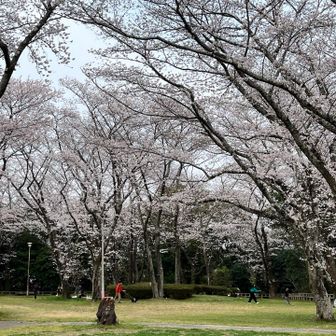いい桜を🌸見せてもらいました😊