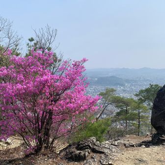 鮮やかなピンク
癒されますね😄