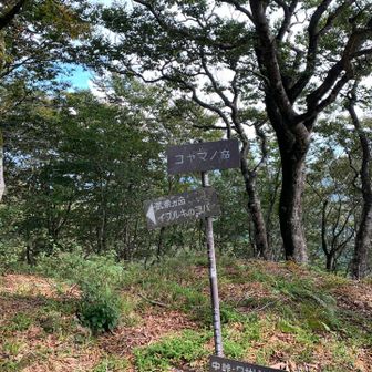 コヤマノ岳の道標です。この辺までは、順調でした。
