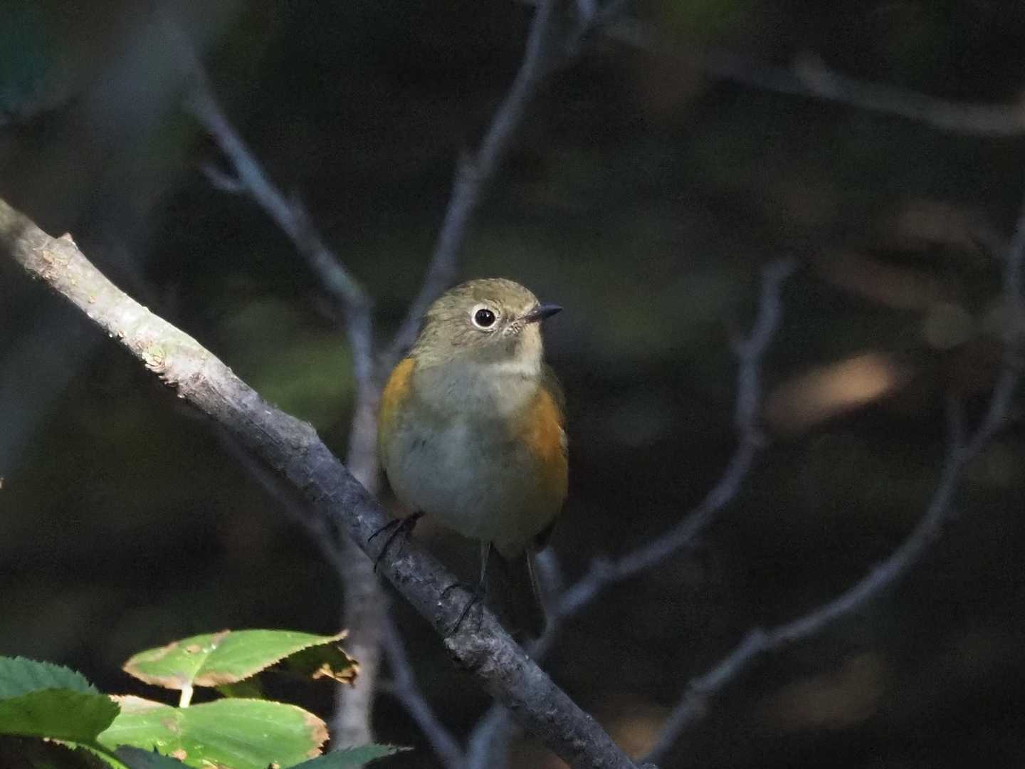 オンネトー登山口-雌阿寒岳 往復コースの写真