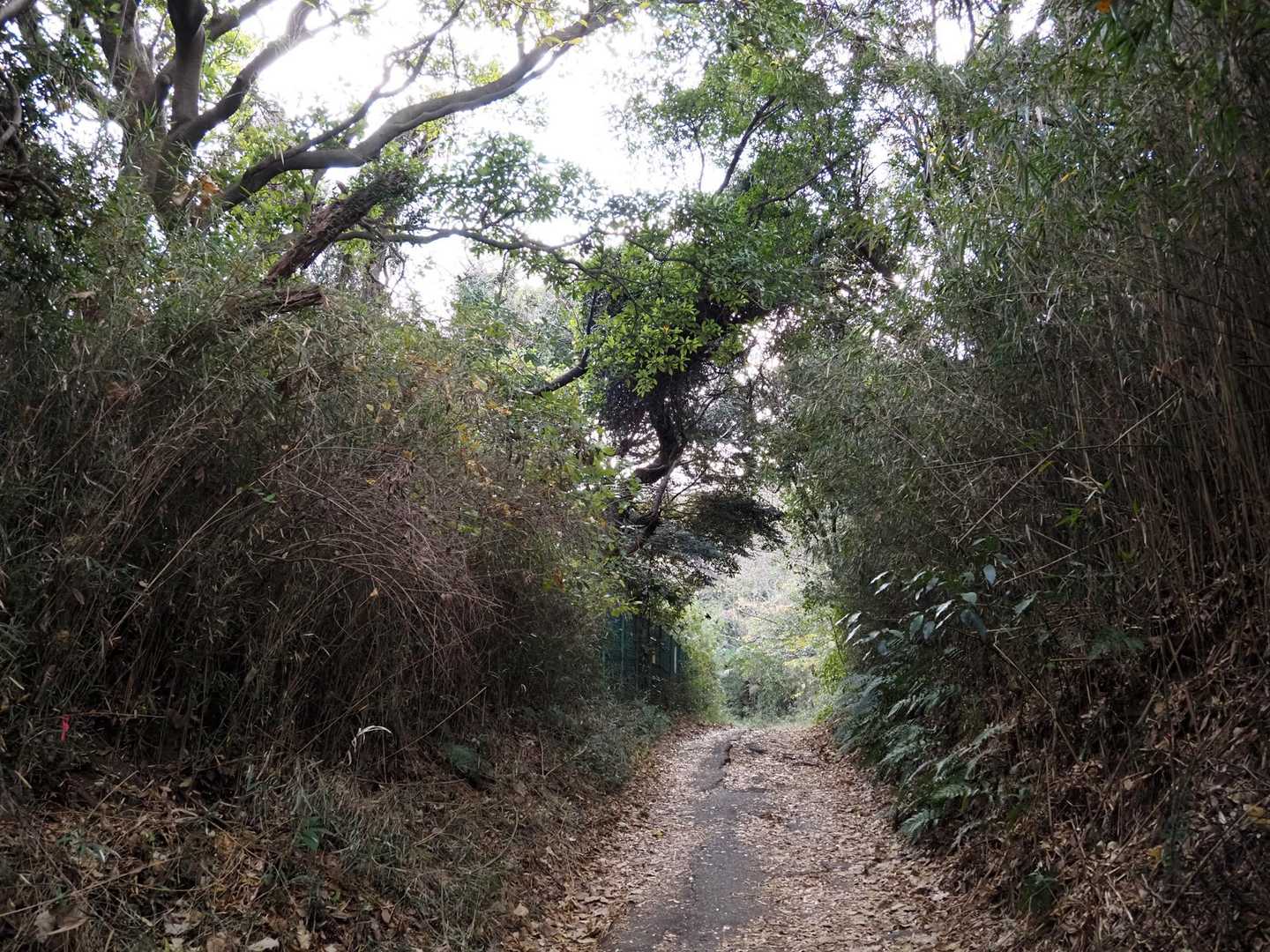 ようやく木々が出てきたが、まだ舗装路