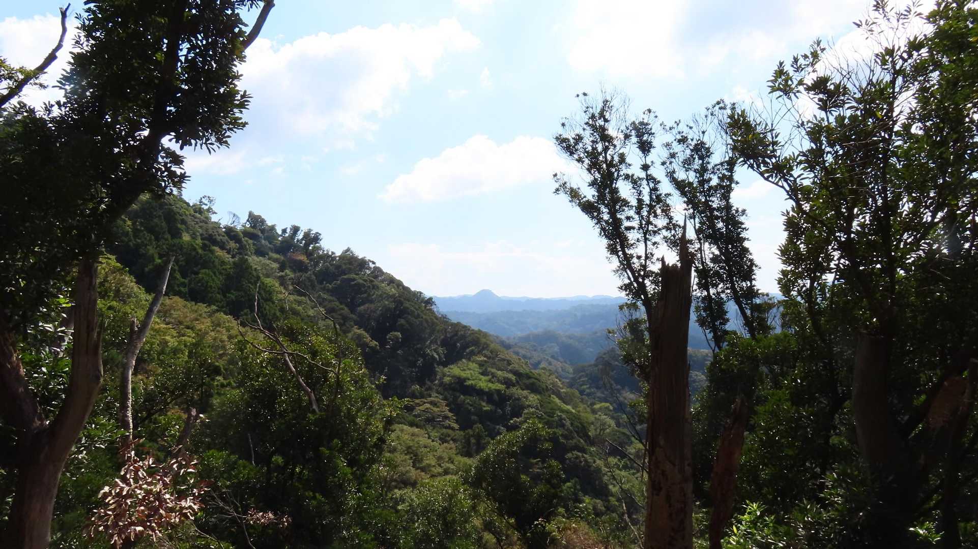スイセンピークへの登りと釜の台農道への下りとの分岐
木々の間からの眺め