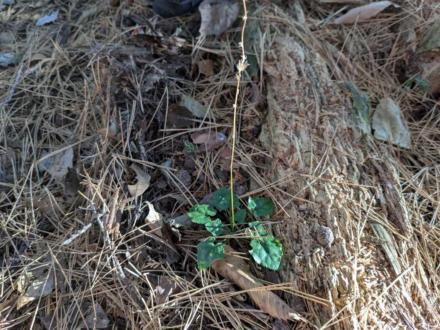 キッコウハグマが広範囲にありました🌱
