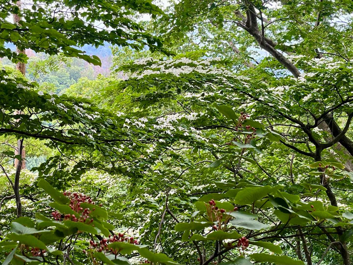 ガマズミ&ヤマボウシ、紅白
