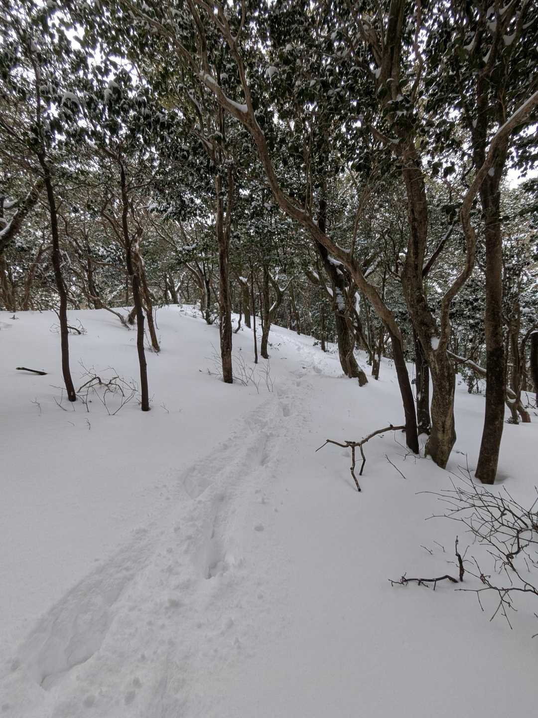 ネコ最高点-ネコ-笠岳-菰野富士 周回コースの写真