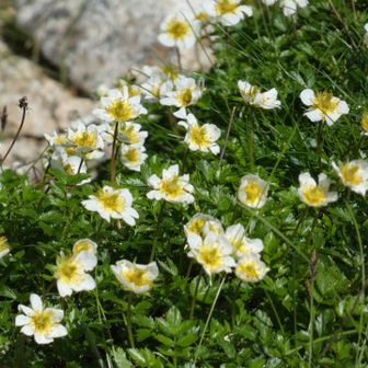 チングルマ〜🌼