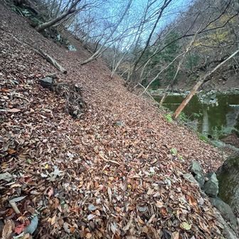 落ち葉が多くて滑る🍂