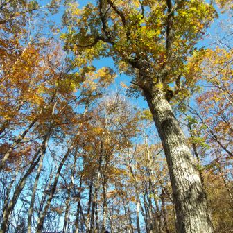 左門岳 コナラも見頃。