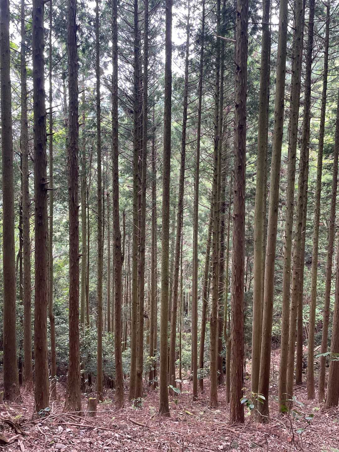 三尾山 往復コースの写真