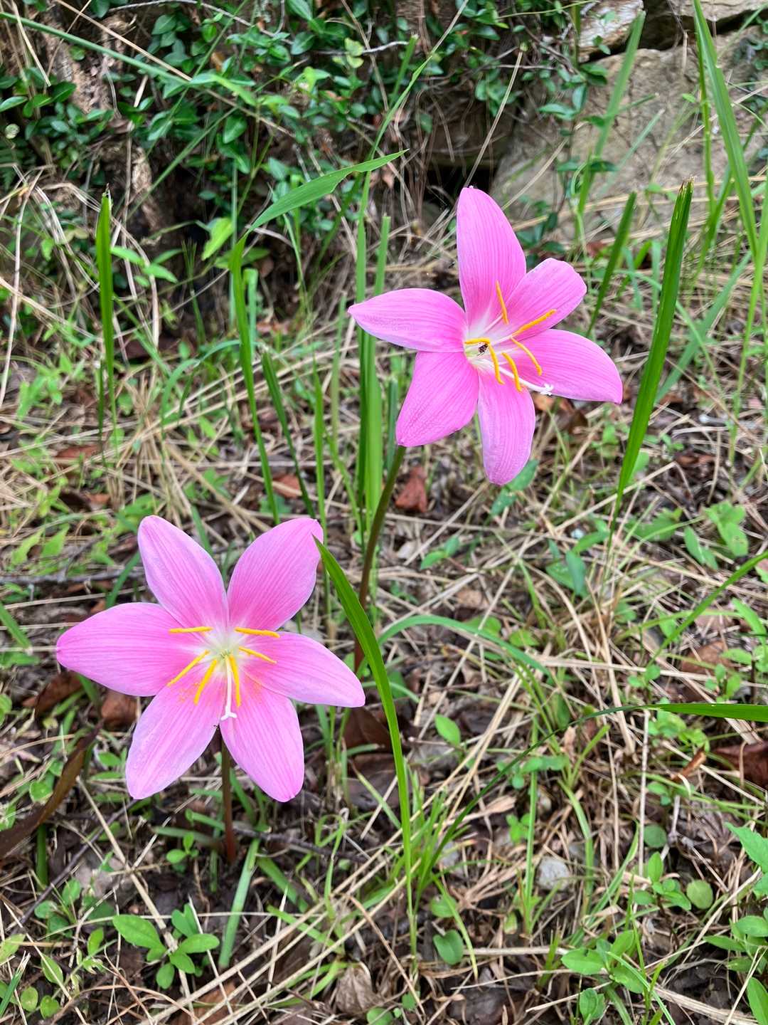 色鮮やかなサフランモドキ。可愛い🌸✨
なんとこれも彼岸花の仲間なんだそう。もちろん有毒☠️