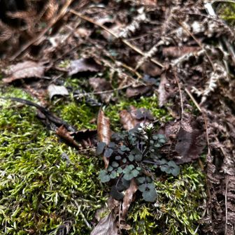 ミチタネツケバナ？