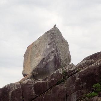 トンビが止まってる