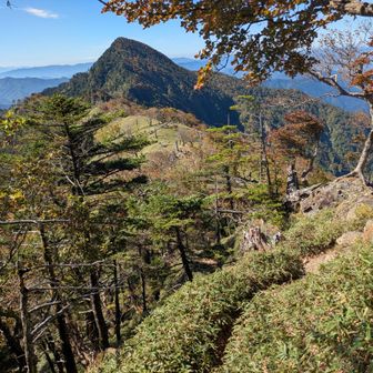 釈迦岳まで後少しという感じですが、道がクマザサに覆われていて石も転がっていたり片側が切れ落ちていたりするので慎重に進みます。