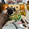 ☘️いちさんとそら豆🐶