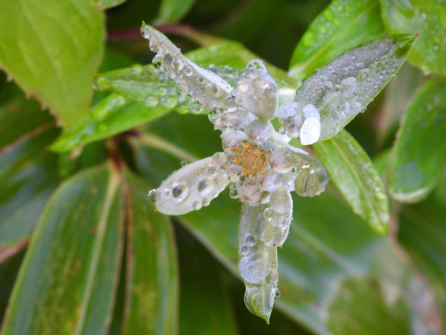 ウスユキソウに雫が💧
