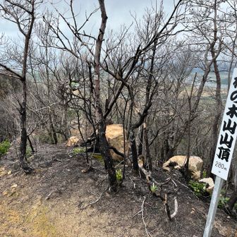 梅の木山