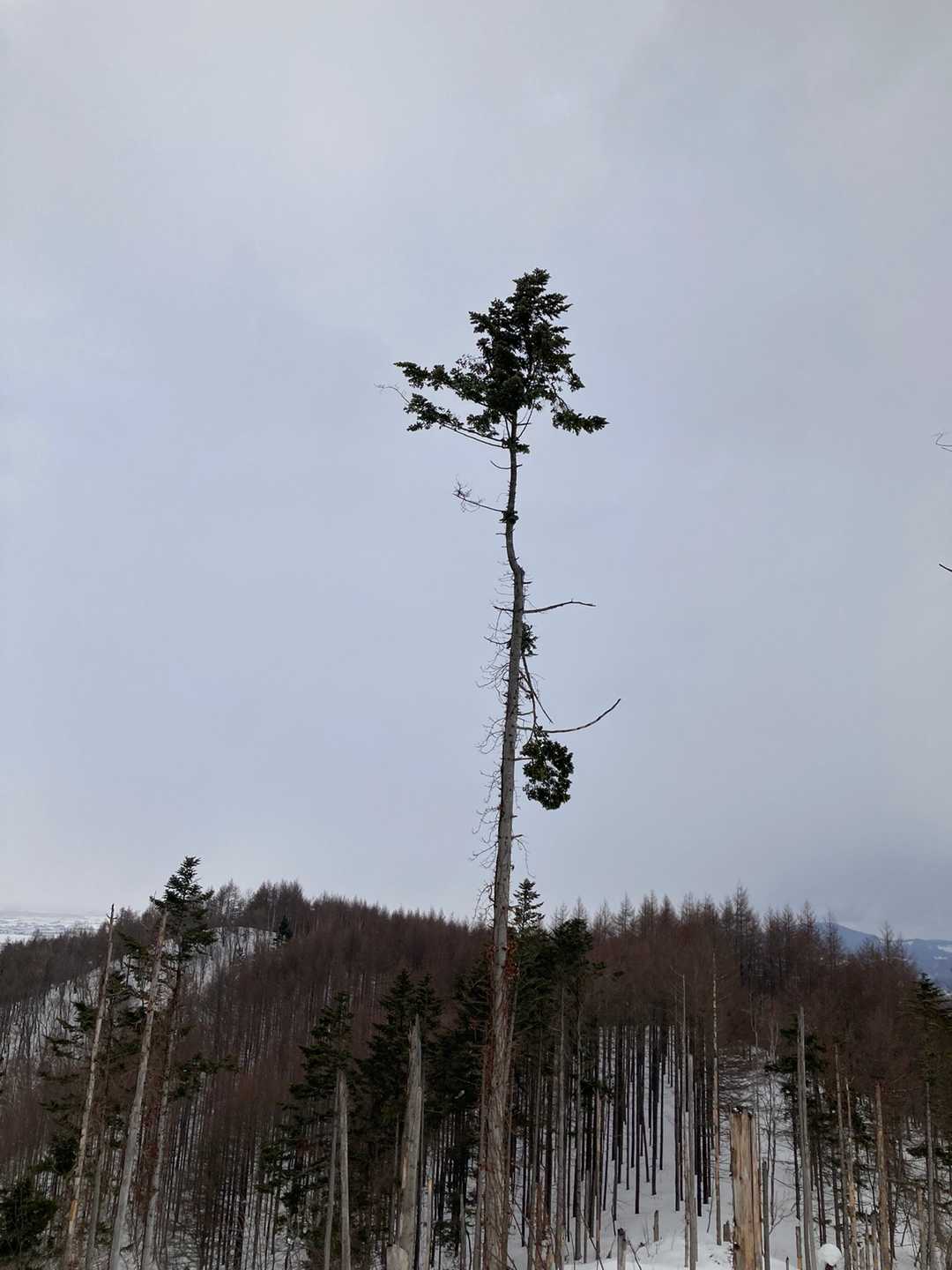🌲いっぽ〜ん。