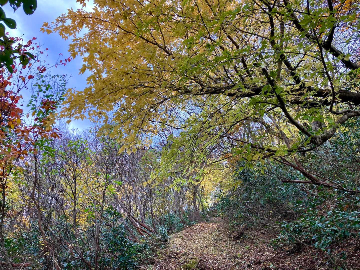 下山します
黄葉のトンネル✨
