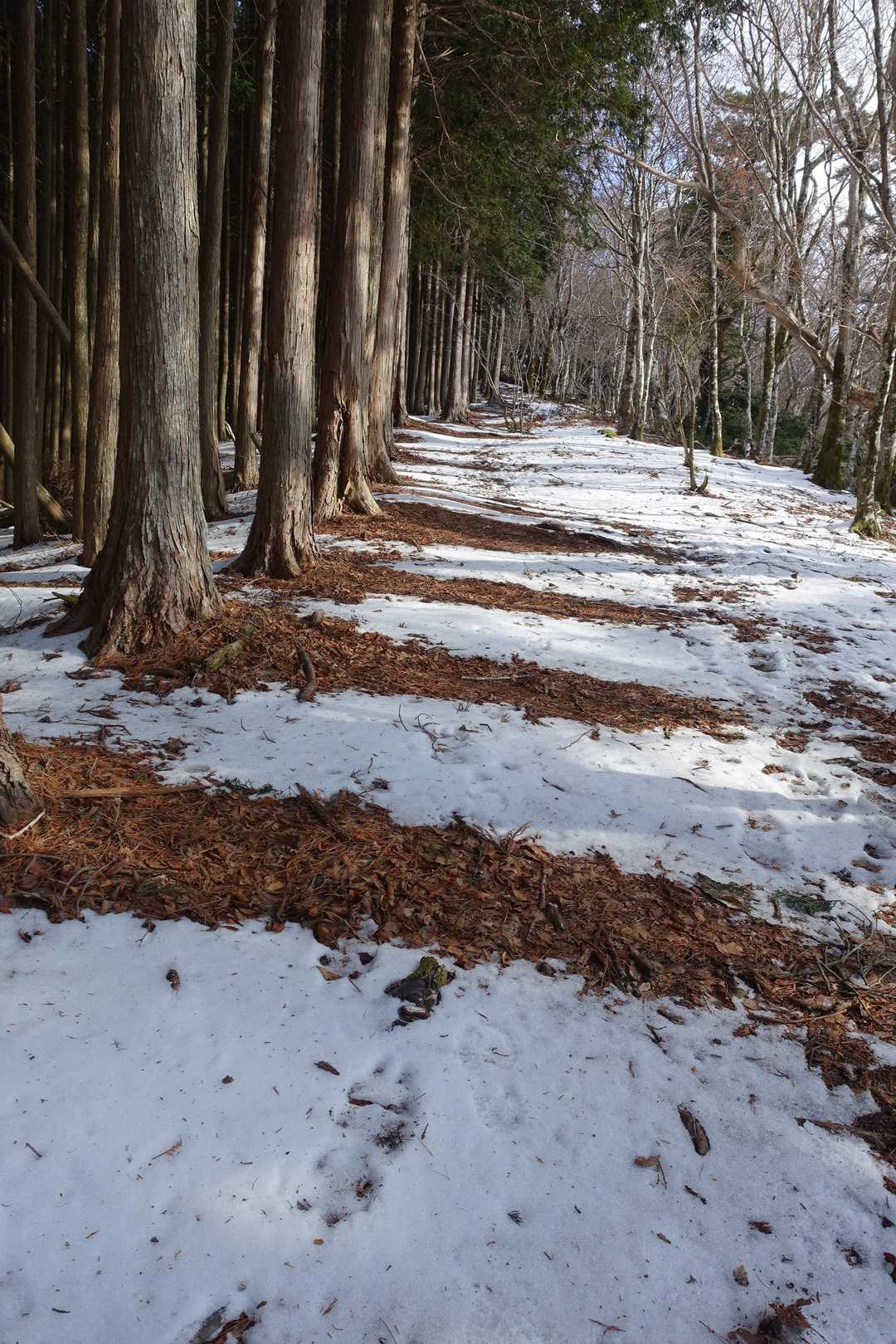 木の根元だけ雪がない！
横断歩道みたい😲
暖かいのか、木が盾になって雪が積もらないのか？！
ちなみに左からの風がキツイです😅