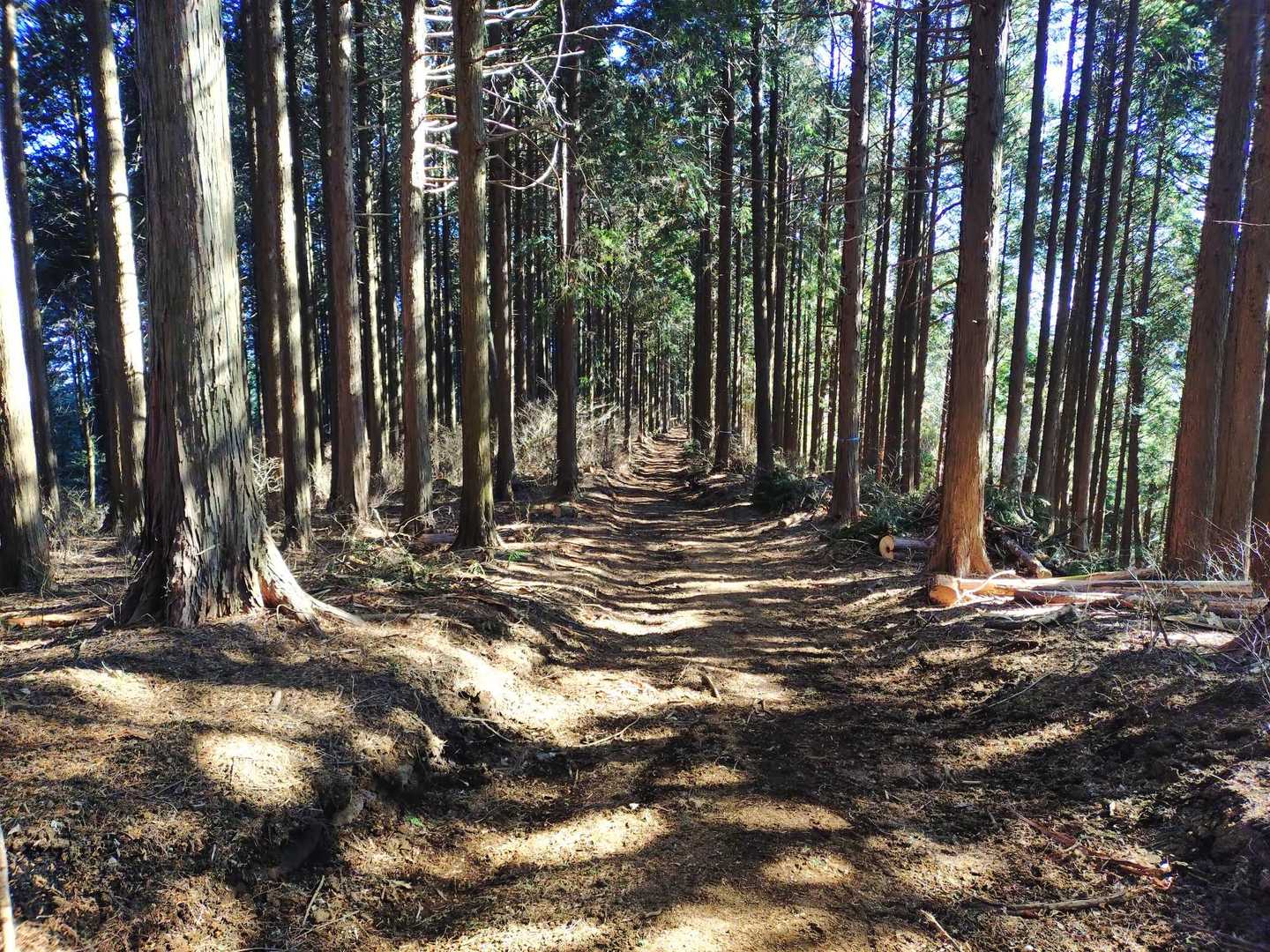 なんて素敵な道でしょ🎶