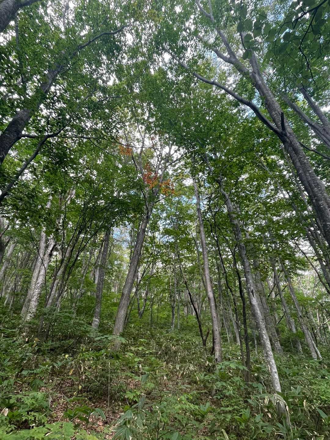 稲庭岳-駒形神社-駒形コース登山口 周回コースの写真