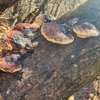 でっかい猿の腰掛け