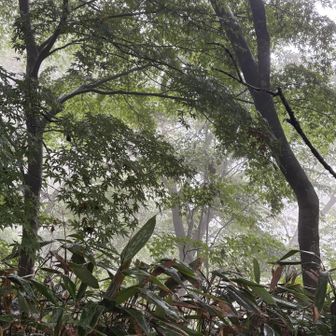 ポッポツ、トチトチ、プツプツプツン
雨音も楽しい