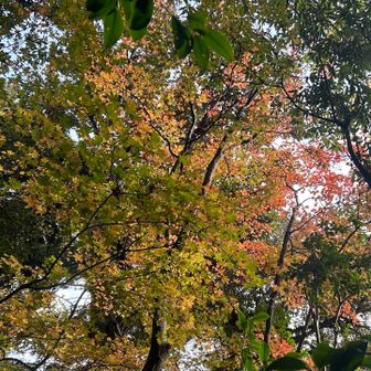 ほぼほぼ落葉🍂🍂🍂