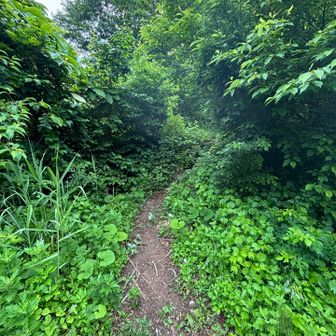 登山道入り口
案内板が無いので分かりにくい😂