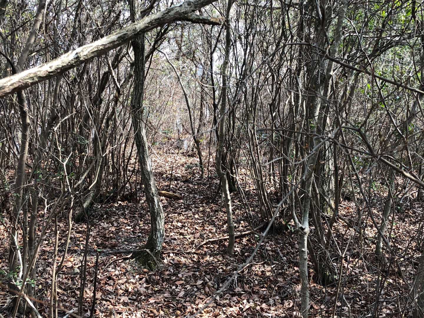 高山山頂に。