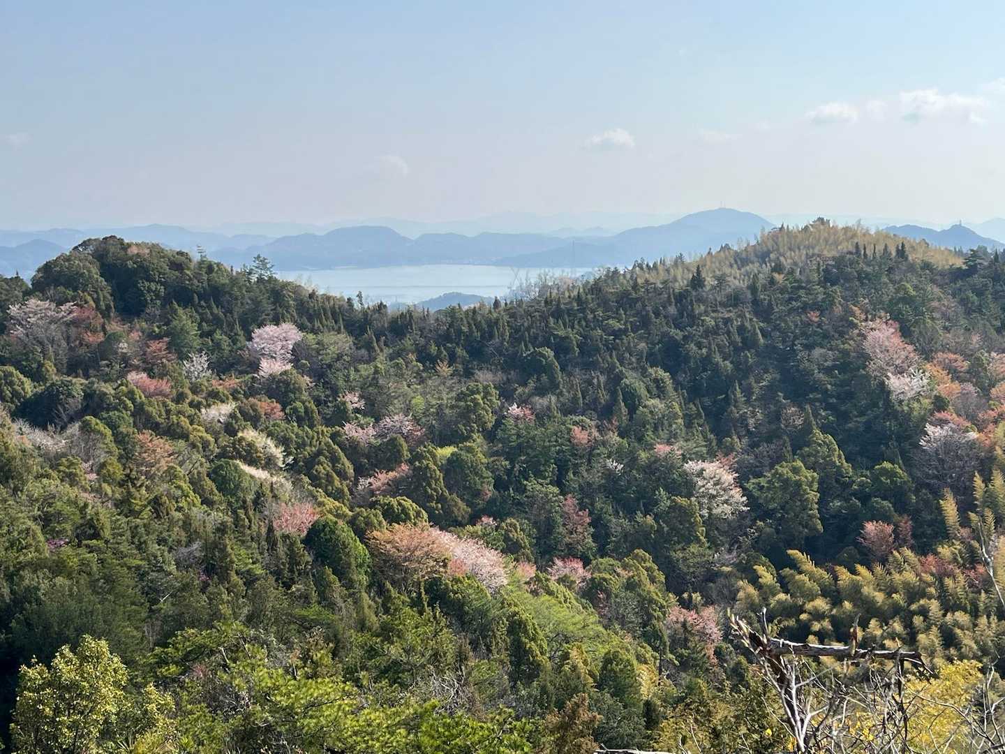 山肌が桜🌸でところどころピンク色🩷
