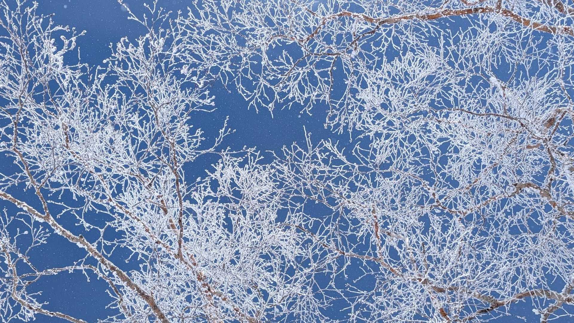 霧氷がきれい❄