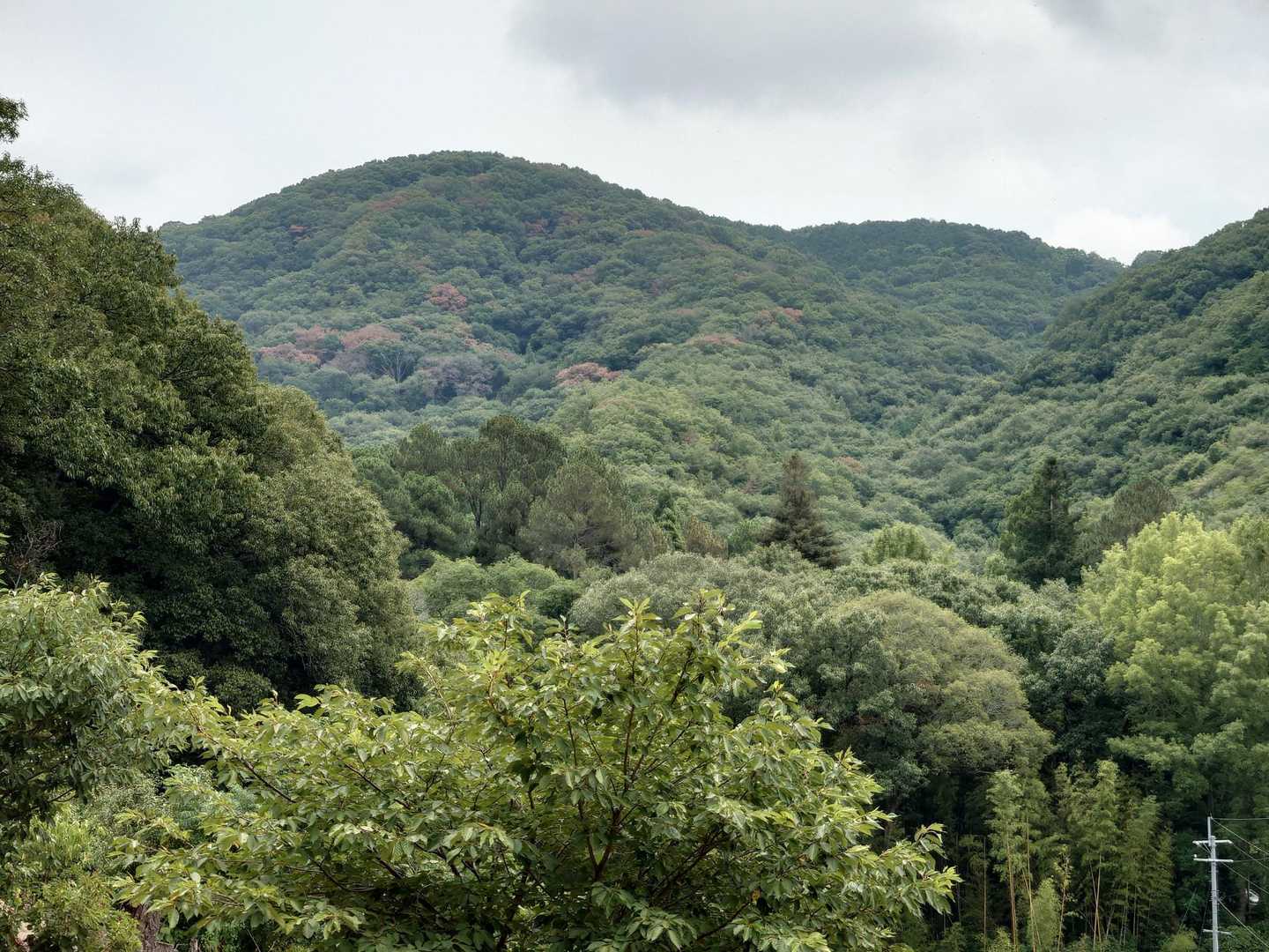 参道から龍ノ口山頂方向