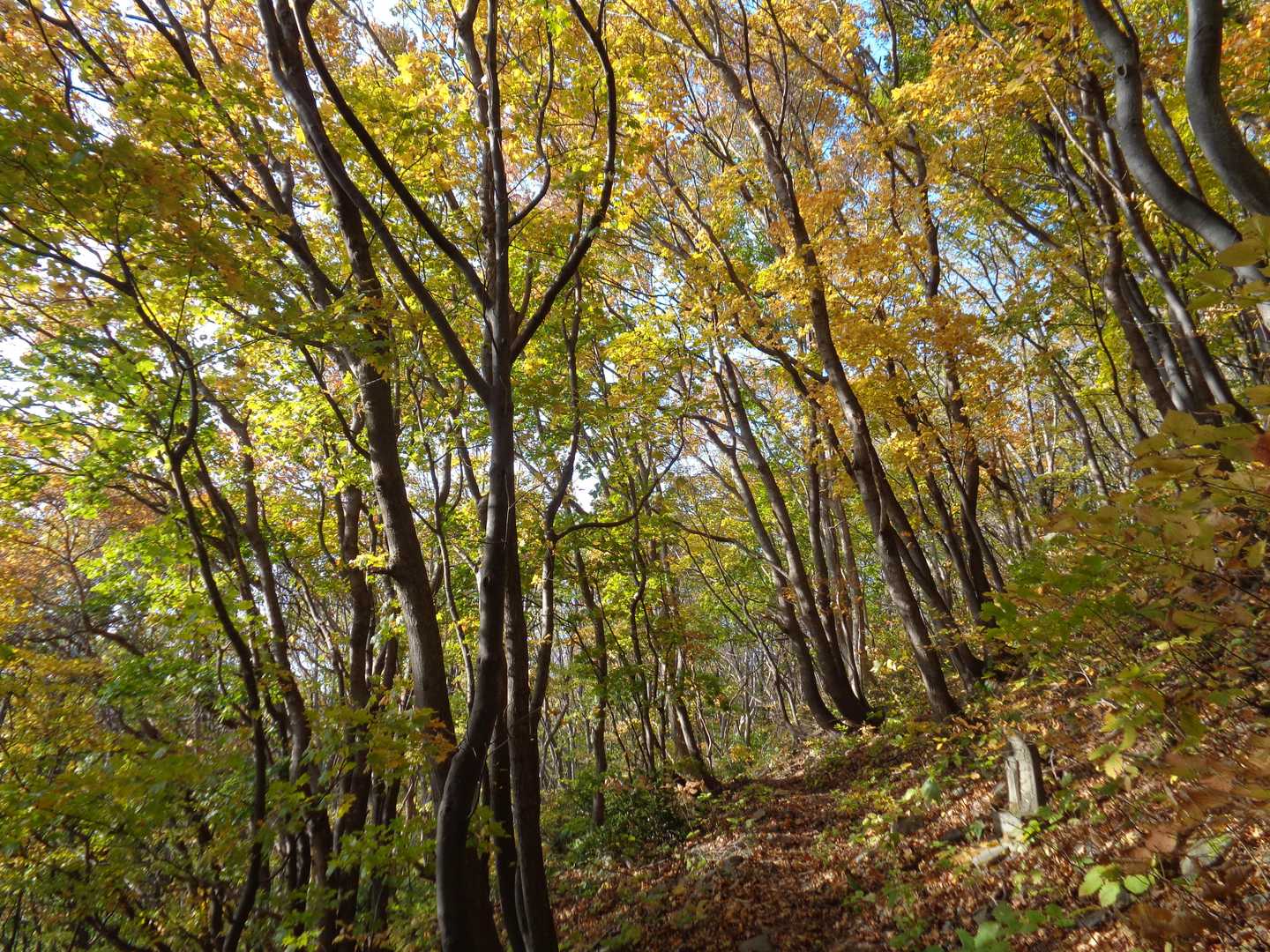 下の方はまだ紅葉🍁が始まったところらしく緑が多い🌲