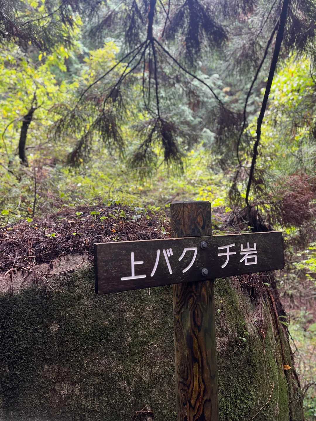 さっきは下バクチ岩でした🪨