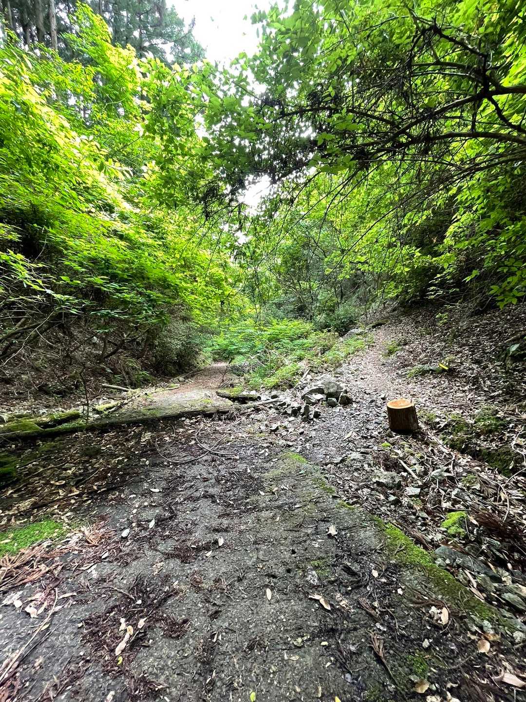 ここを右の山道へ