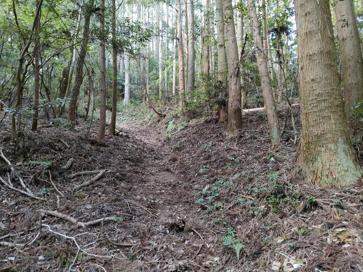 ここから少し登りになる。