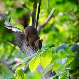 終了間際にエゾリス🐿️
夏毛になりネズミっぽくなっちゃった
さ、今日も仕事頑張ろう