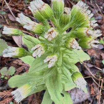 高尾で観察した植物

フキノトウ(蕗の薹)
         キク科フキ属

　フキは雌雄異株です。これは雌株です。
雄株の花は花粉を出すとすぐに枯れます。