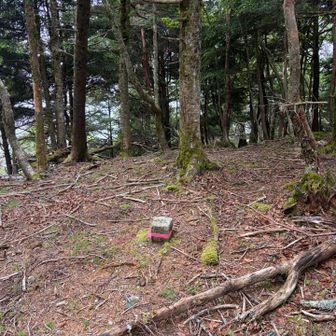 三角点あるのでこちらが本当の山頂かな。