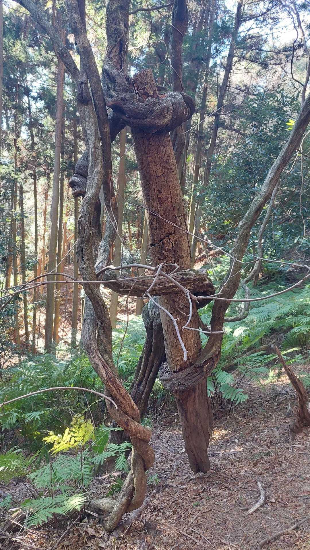 倒木がツルに巻き込まれてる🫣