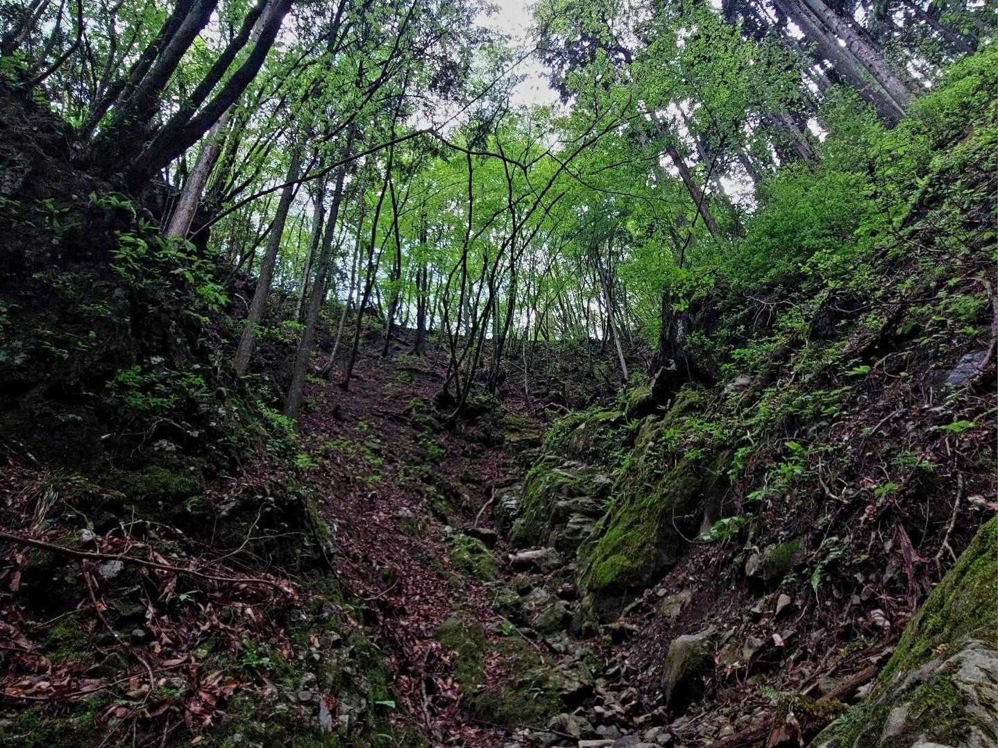 大滝-大岳山 往復コースの写真